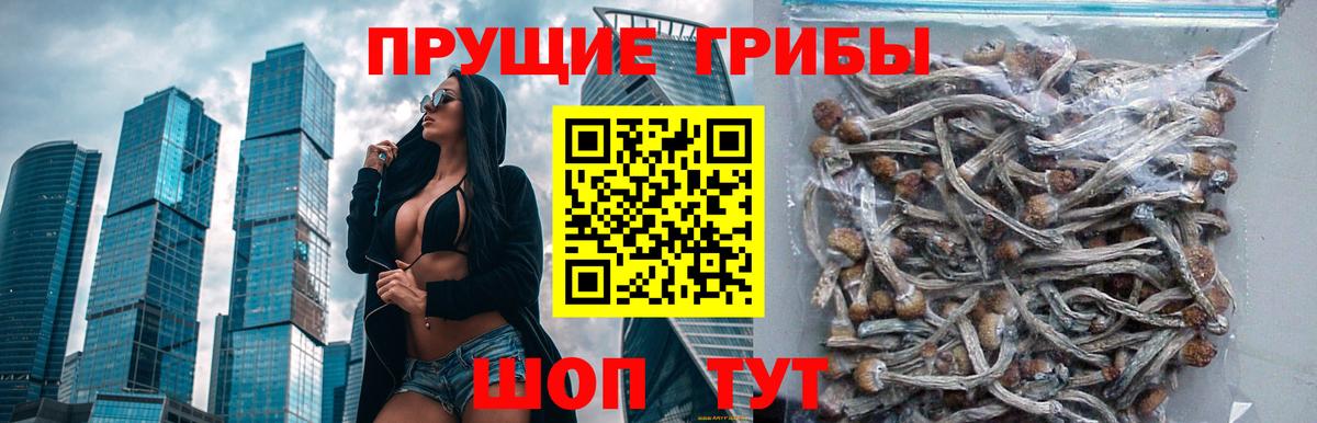 Псилоцибиновые грибы Psilocybine cubensis  Псилоцибиновые грибы Psilocybine cubensis  Вход с VPN  Ирбит 