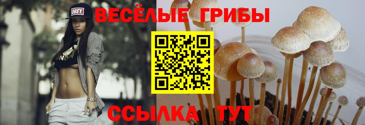 Псилоцибиновые грибы Psilocybe Ирбит